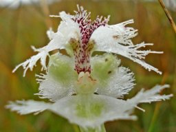 Huttonaea grandiflora flower fringes