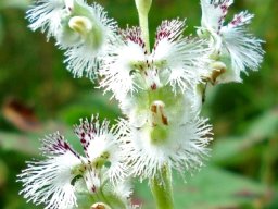 GENERA H
