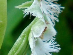 Huttonaea oreophila flower profile