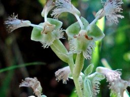 Huttonaea pulchra flower