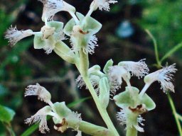 Huttonaea pulchra inflorescence