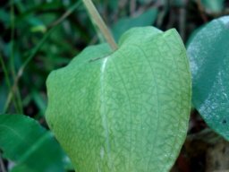 Huttonaea pulchra leaf