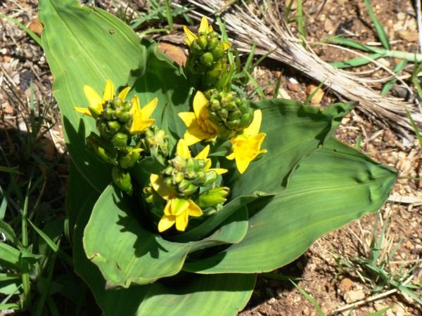 Hypoxis colchicifolia