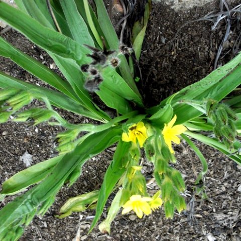 Hypoxis colchicifolia mature plant