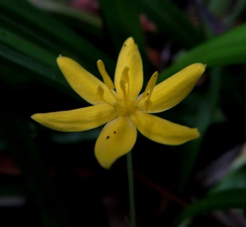 Hypoxis filiformis fresh, erect anthers