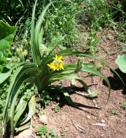 Hypoxis hemerocallidea