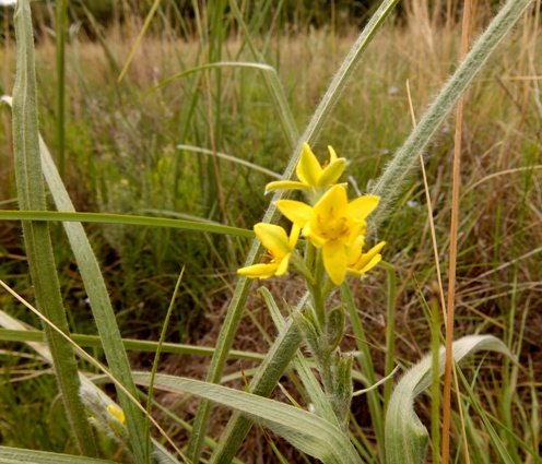 Hypoxis rigidula flowers