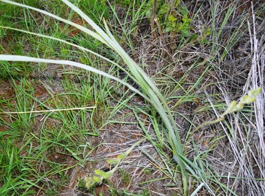 Hypoxis rigidula