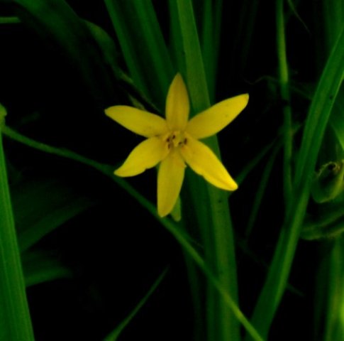 Hypoxis