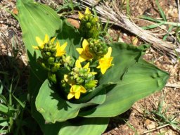 Hypoxis colchicifolia