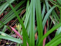 Hypoxis filiformis leaves