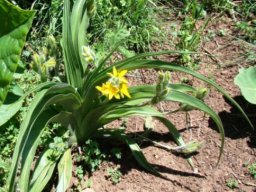 Hypoxis hemerocallidea