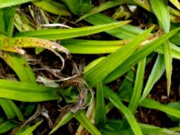 Hypoxis iridifolia leaves
