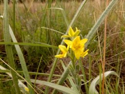 Hypoxis rigidula flowers