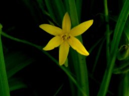 Hypoxis