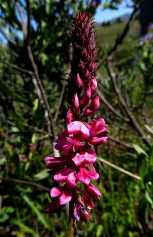 Indigofera amoena raceme