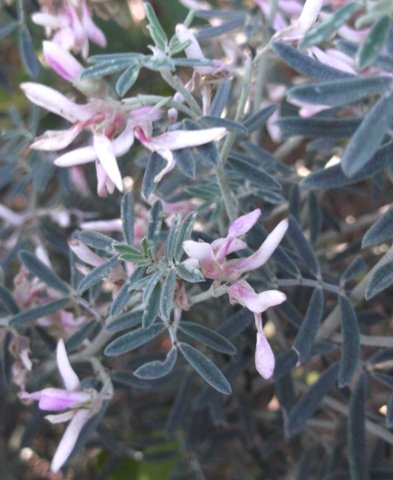 Indigofera brachystachya