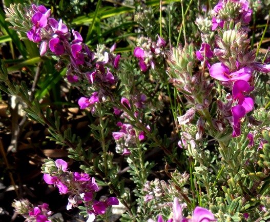Indigofera flabellata