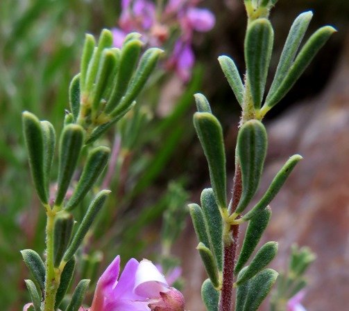 Indigofera flabellata leaves