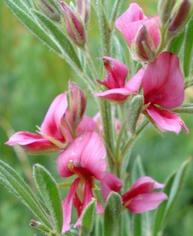 Indigofera hilaris