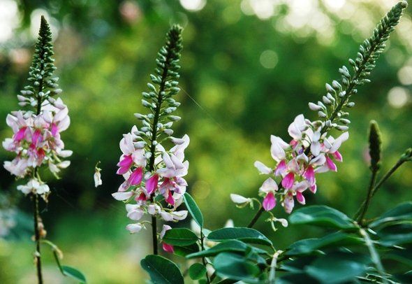 Indigofera jucunda flowers
