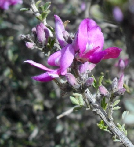 Indigofera nigromontana flowers, this time with white markings