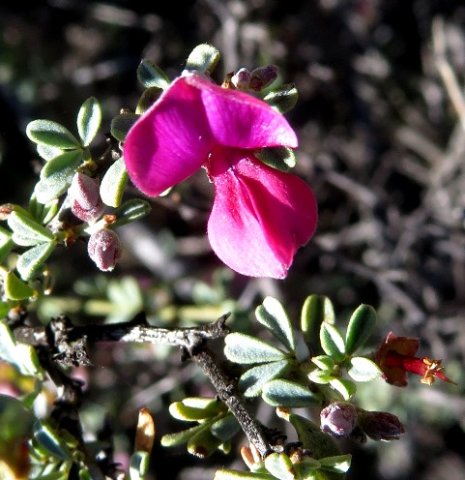Indigofera nigromontana flower