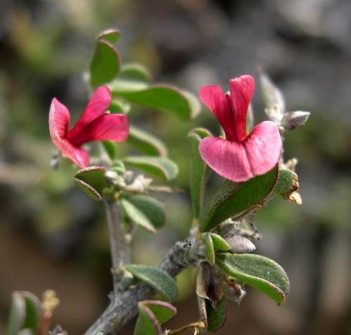 Indigofera obcordata flowers