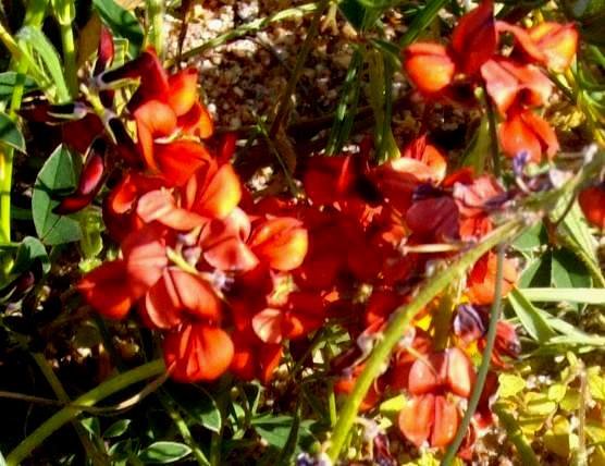 Indigofera procumbens