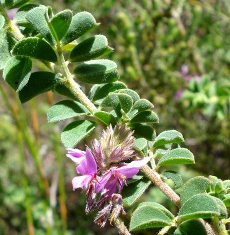 Indigofera superba leaves