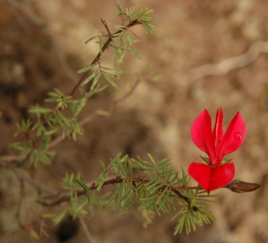 Indigofera hedyantha