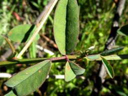 Indigofera amoena leaves
