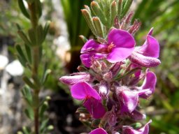 Indigofera flabellata stems and flowers