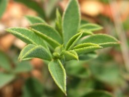 Indigofera heterophylla leaves