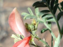 Indigofera heterotricha 