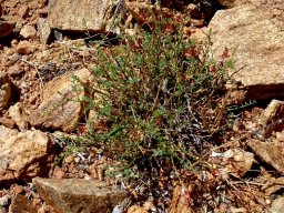 Indigofera heterotricha