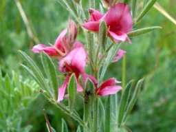 Indigofera hilaris leaflets pointing up