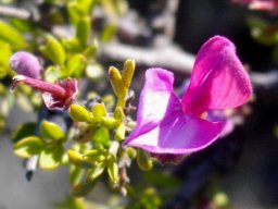 Indigofera nigromontana leaves and flower