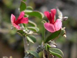 Indigofera obcordata flowers