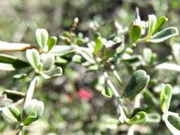 Indigofera obcordata leaves