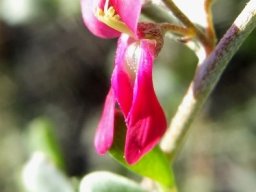 Indigofera obcordata flower