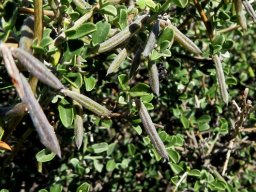Indigofera obcordata fruit pods