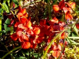 Indigofera procumbens