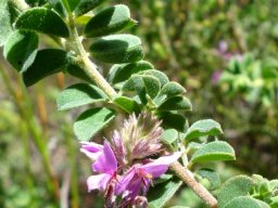Indigofera superba leaves