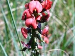 Indigofera tristis