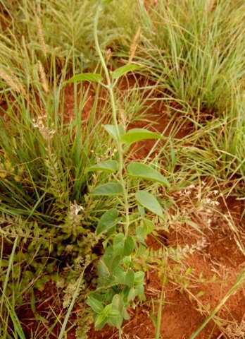 Ipomoea bathycolpos, an erect start