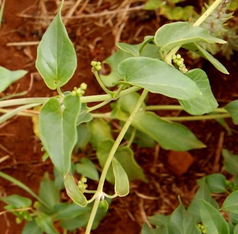 Ipomoea bathycolpos flower buds