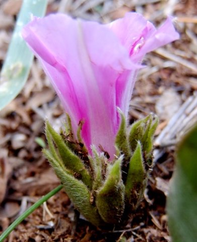 Ipomoea ommaneyi floral bracts
