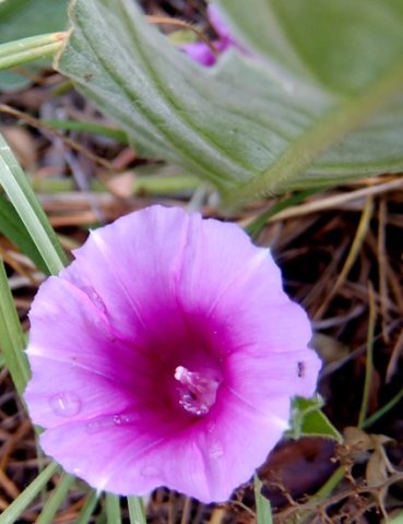 Ipomoea ommaneyi flower