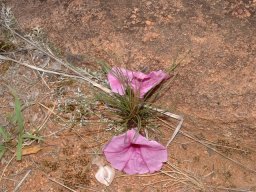 Ipomoea